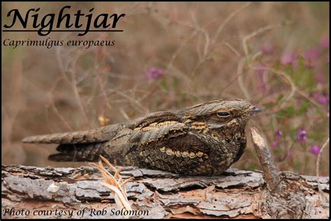  The Nibbling Nightjar! A Story of Cleverness and Unexpected Consequences?